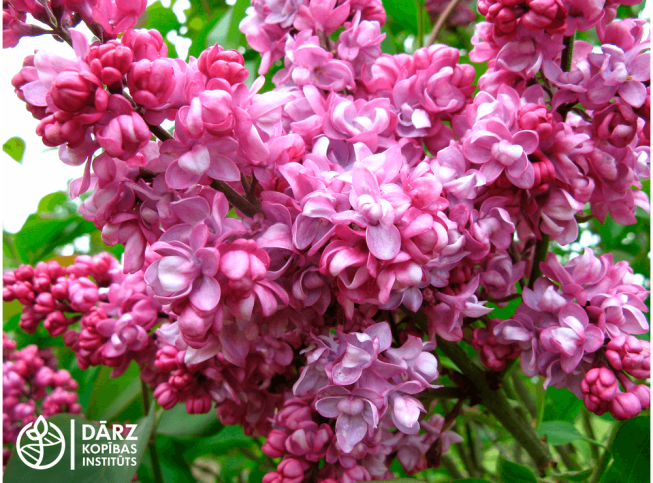 Syringa vulgaris   'Pērle'